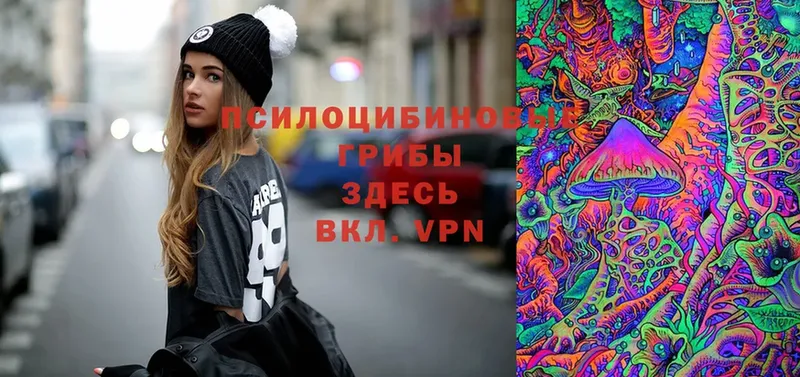 Псилоцибиновые грибы Psilocybe  Солнечногорск 